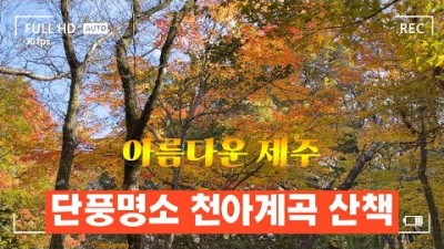 제주도 단풍명소 한라산둘레길 천아계곡 가벼운 산책 여행 가볼만한곳 추천