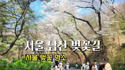 서울 남산 벚꽃길 가볼만한곳, 남산 벚꽃 절정 및 개화상황, 서울 벛꽃명소, 서울남산 벚꽃길산책 갈만한곳