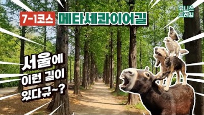 서울 둘레길 7코스 봉산앵봉산 7-1코스 월드컵공원 메타세콰이어 난지숲길 걷기 스탬프투어 서울둘레길 트레킹 가볼만한곳