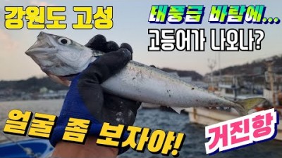 강원도 고성 거진항 고등어낚시 조황정보